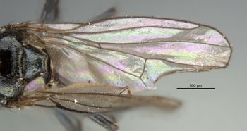 Media type: image;   Entomology 11165 Aspect: front wing